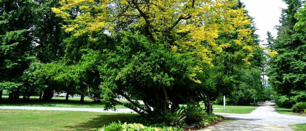 Korean War Memorial Underplanting