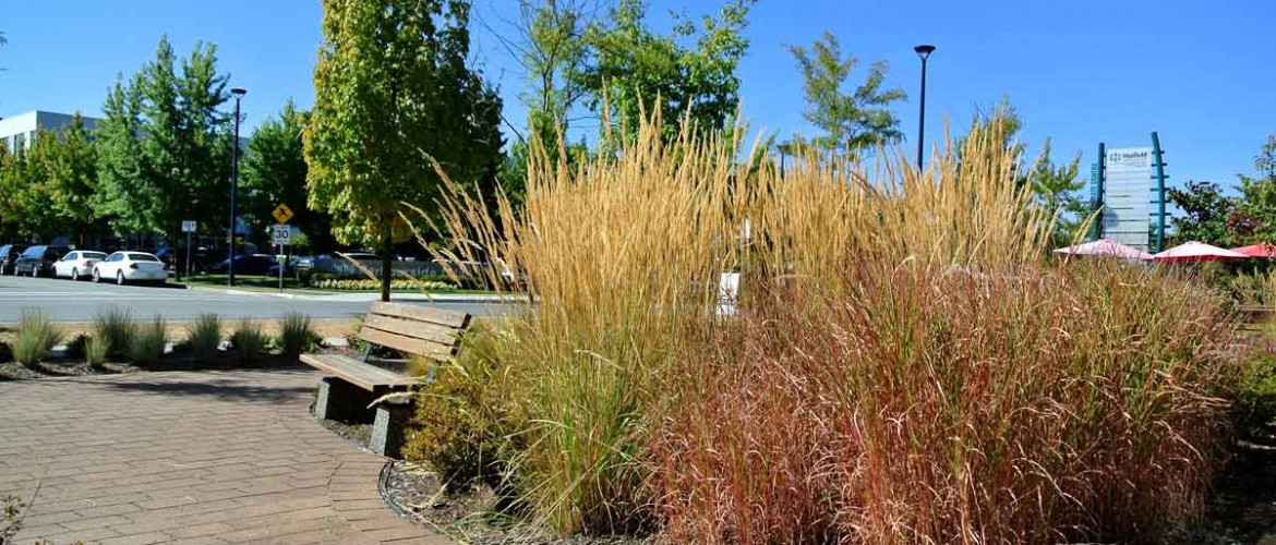 Harbourside Estuarine Grasses