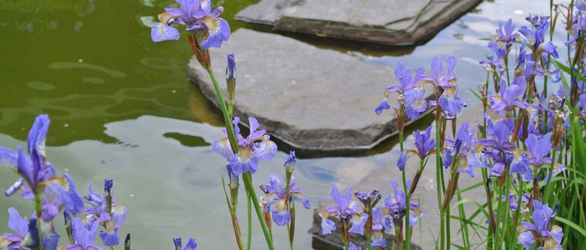Aquarius Pond Iris