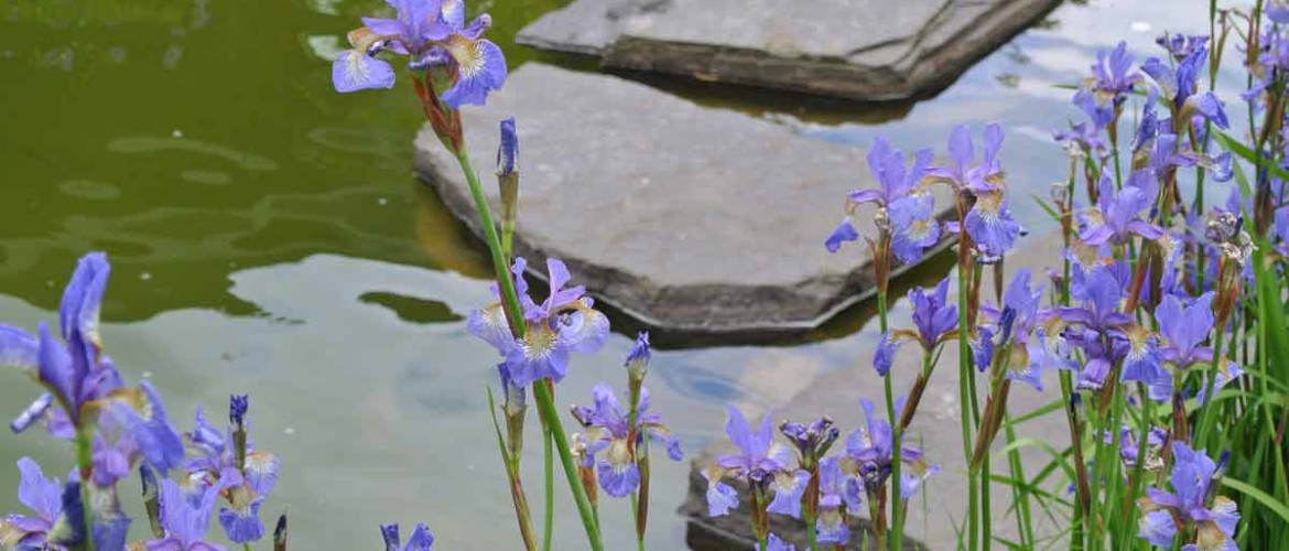 Iris at the Aquarius