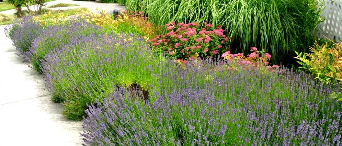 Imperial Landing Phase 1 Streetscape Planting